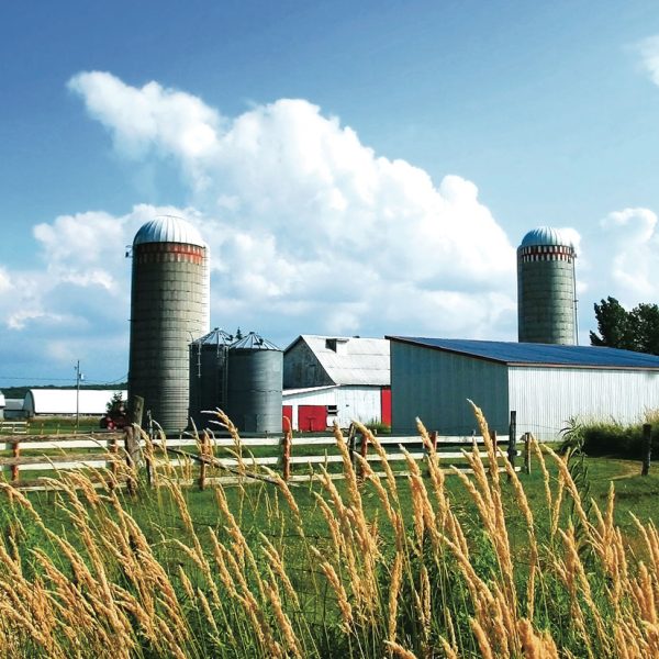 Silage innovation: Reduce losses and improve quality