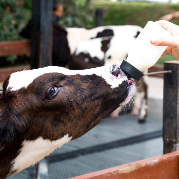Stratégies alimentaires favorisant la santé et la performance de la mère et du veau : une combinaison gagnante pour les fermes laitières