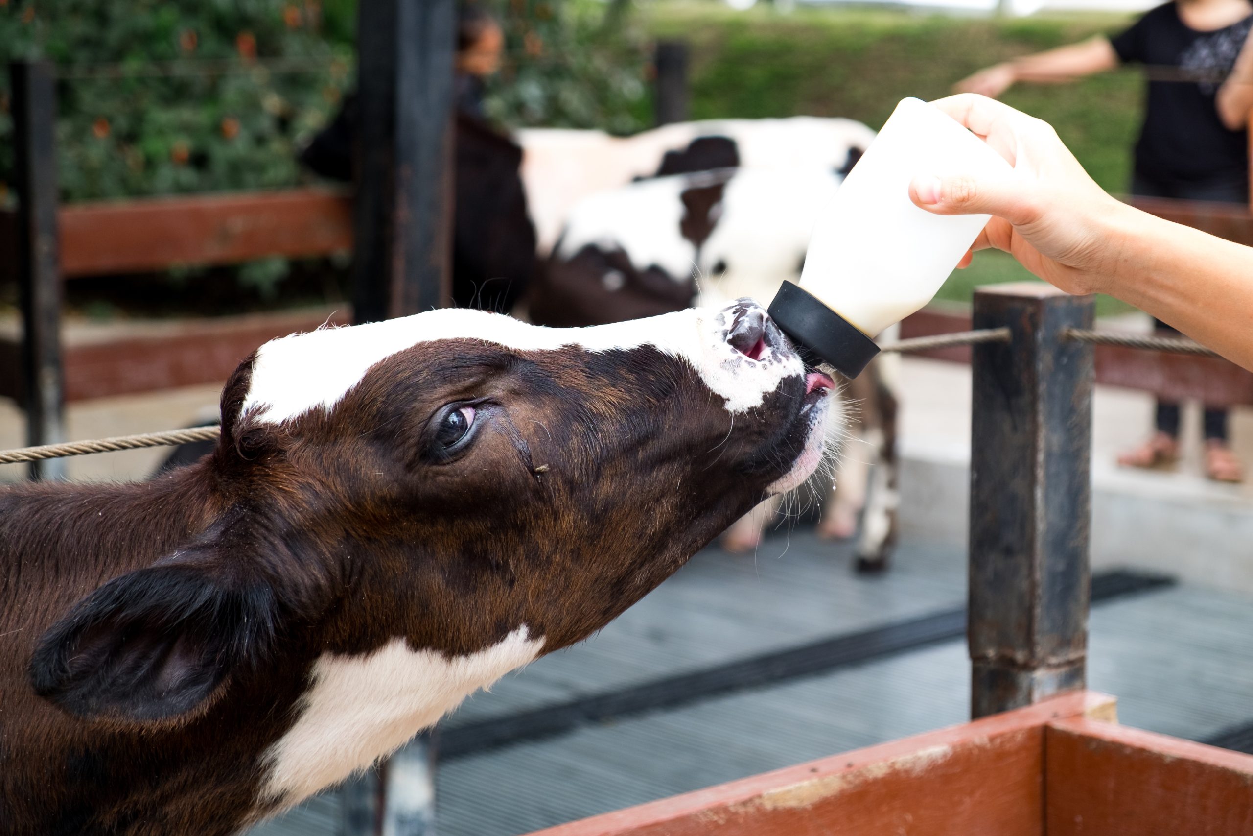 B vitamins and immunoglobulins: Nutritional strategies for cow and calf health