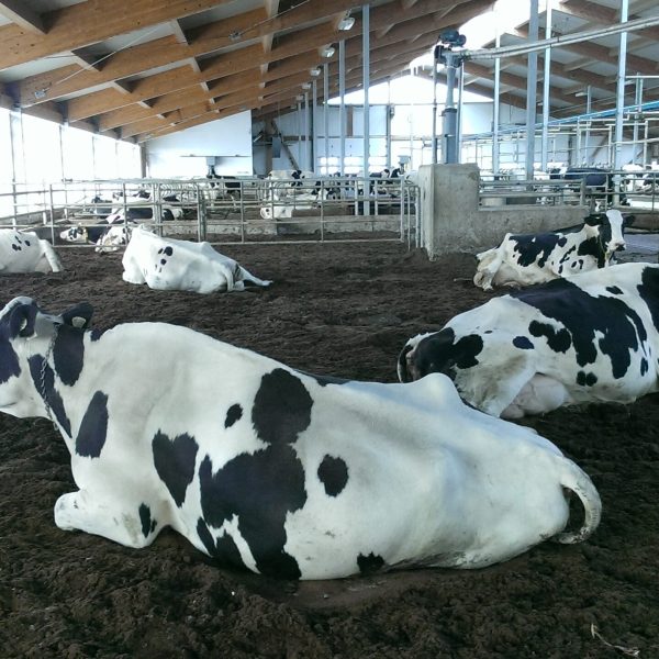 Impacts des méthodes de préparation de la litière à base de fumier recyclé sur ses qualités microbiennes, sur la santé des vaches laitières et sur la qualité du lait