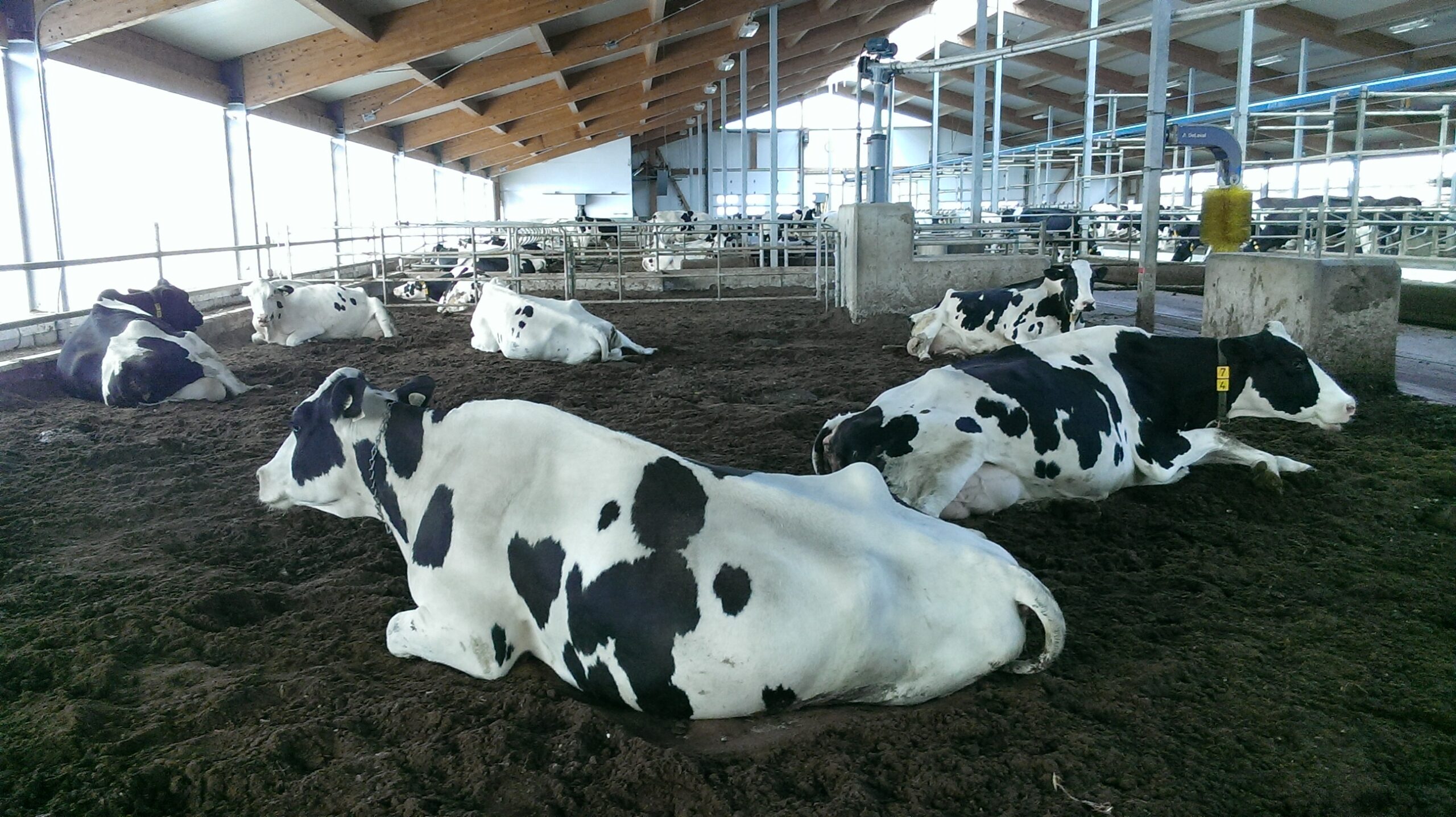 Impacts des méthodes de préparation de la litière à base de fumier recyclé sur ses qualités microbiennes, sur la santé des vaches laitières et sur la qualité du lait