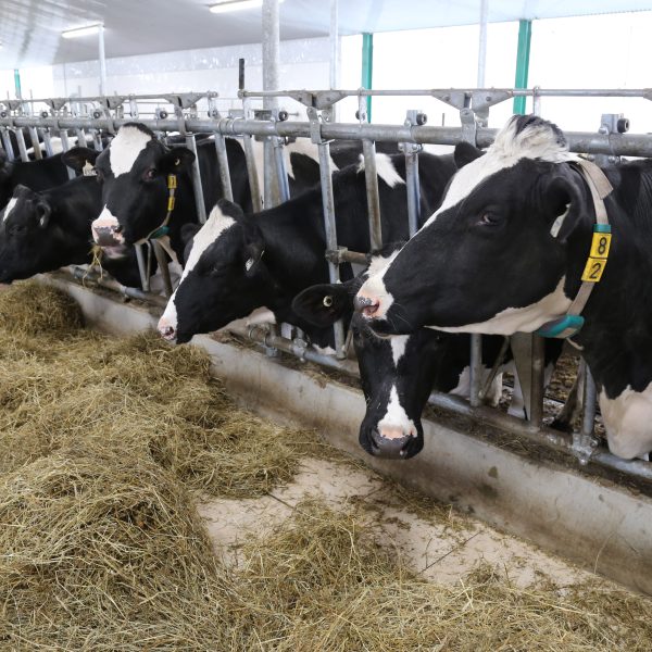 Feeding cows differently: Improving ration protein efficiency