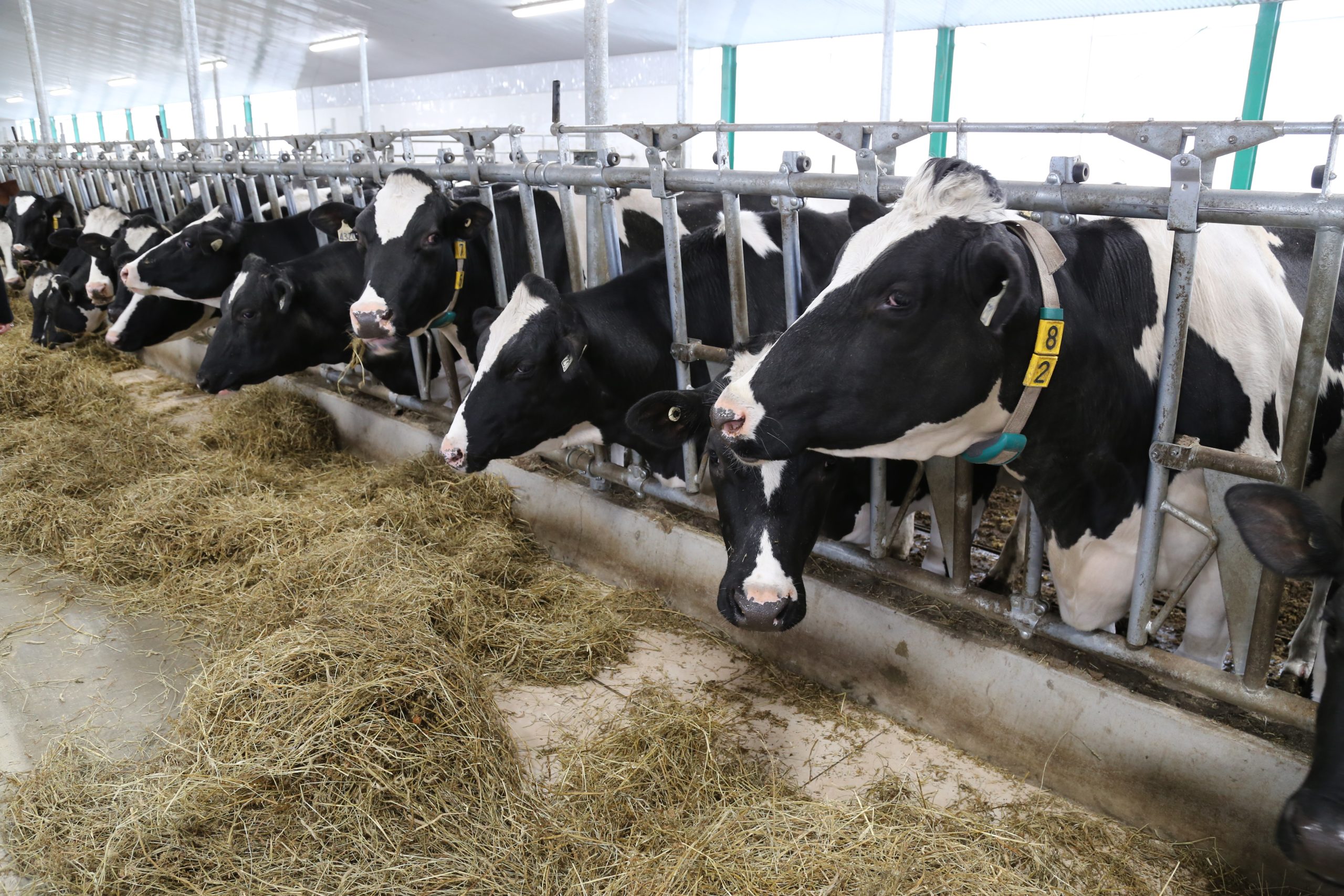 Feeding cows differently: Improving ration protein efficiency