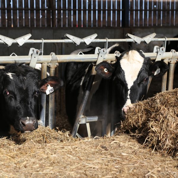 Utilisation du perméat de lait en alimentation des bovins laitiers et suivi des propriétés technologiques du lait à la ferme pour améliorer l’éco-efficience du secteur laitier
