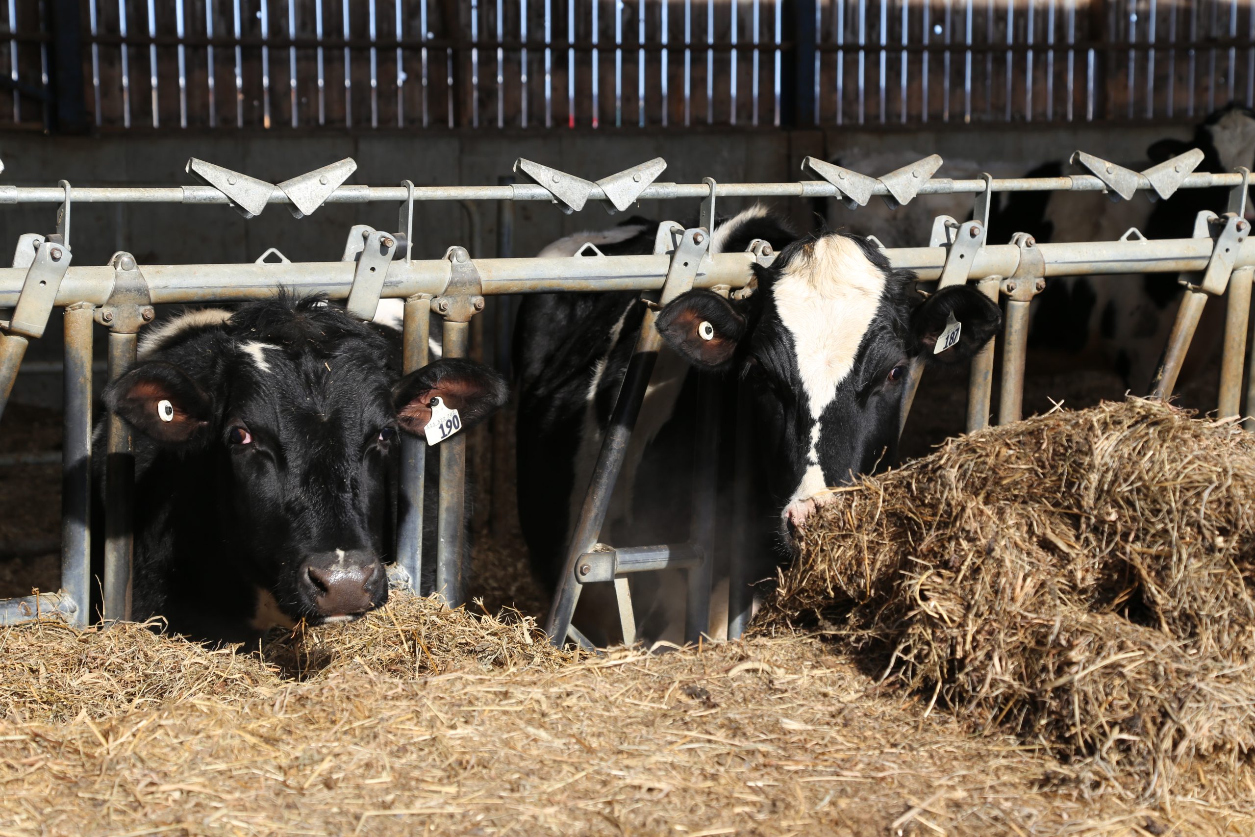 Utilisation du perméat de lait en alimentation des bovins laitiers et suivi des propriétés technologiques du lait à la ferme pour améliorer l’éco-efficience du secteur laitier