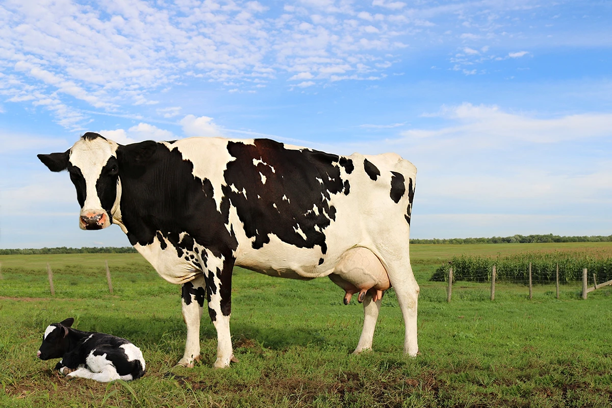 Acetonemia in dairy cows: A reproductive challenge