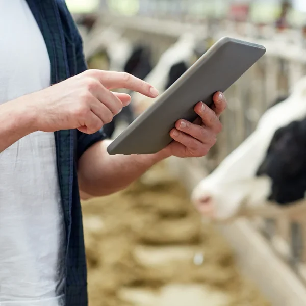 Improving cow health and milk quality with artificial intelligence