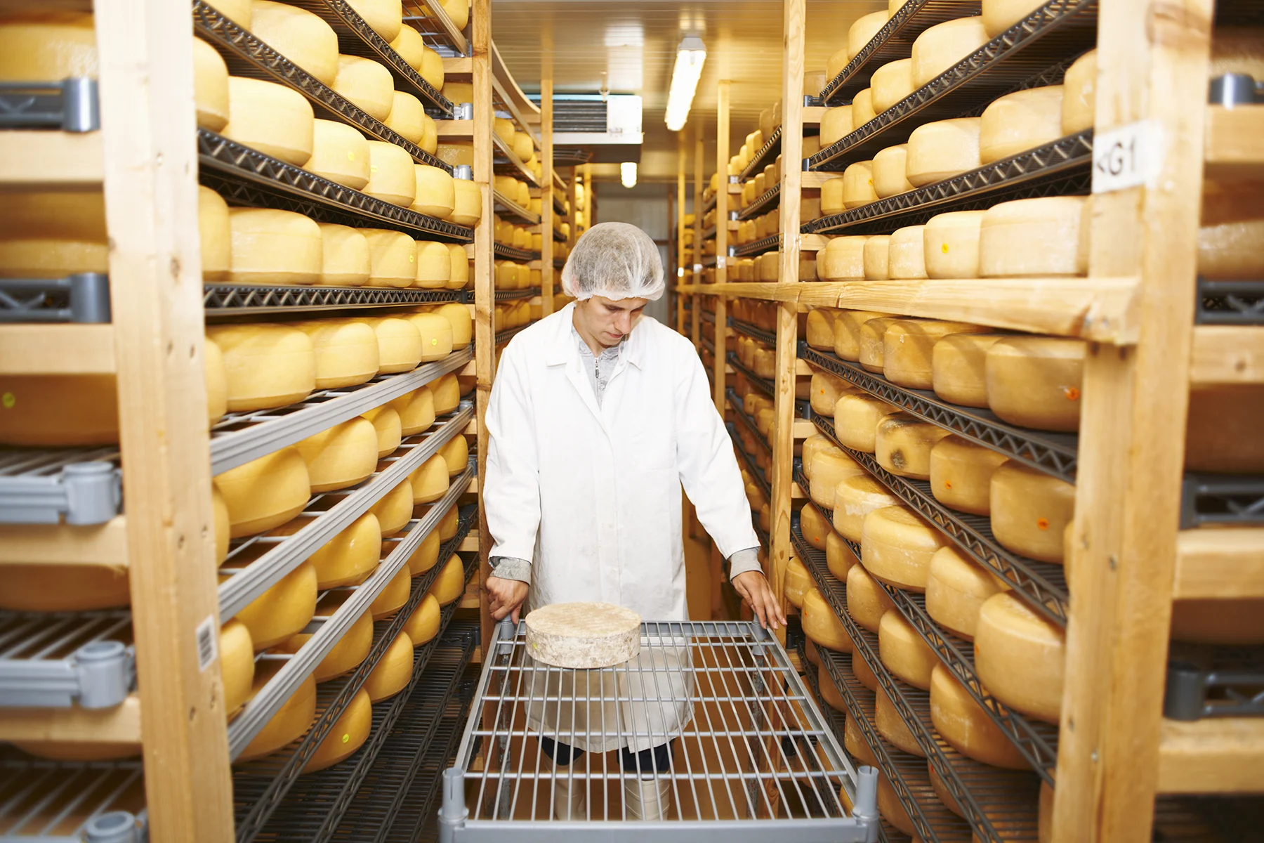 Présence et effet des biofilms microbiens sur la qualité du lait, de la ferme à la fromagerie