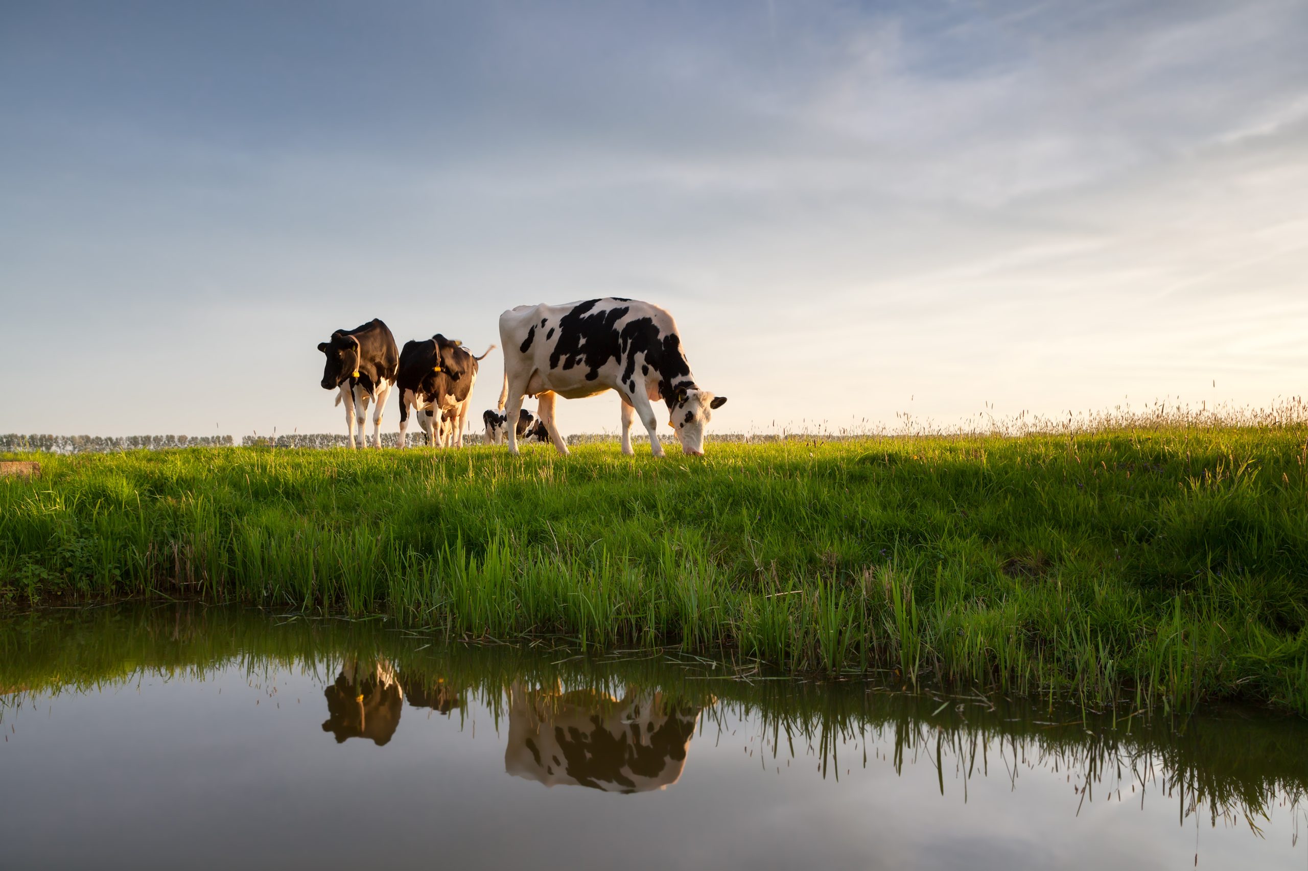 Stratégies pour améliorer la résilience des systèmes de pâturage et le potentiel d&rsquo;atténuation des gaz à effet de serre en production laitière biologique