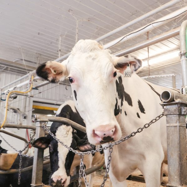 Nouvelle approche pour optimiser la fertilité et la rentabilité des vaches laitières et des génisses