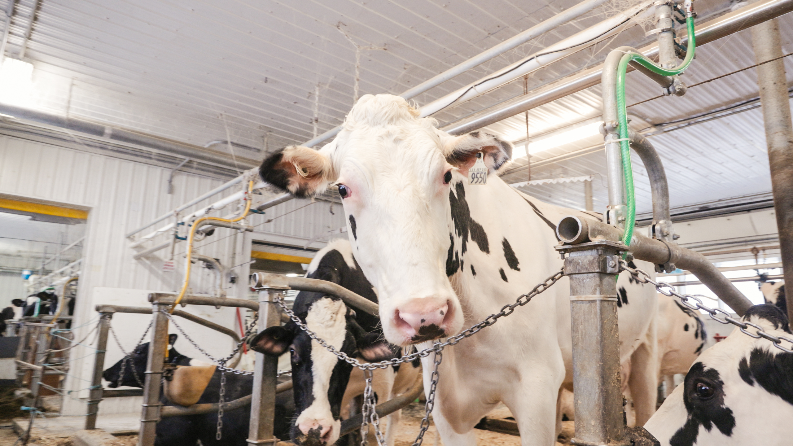 Nouvelle approche pour optimiser la fertilité et la rentabilité des vaches laitières et des génisses